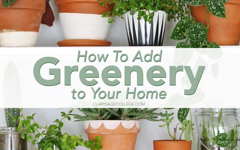 How to add greenery to your home
